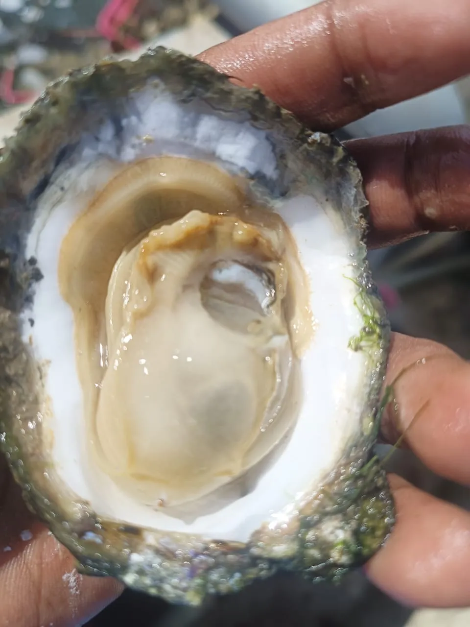 A large Belcheri held open in the hand, the shell crusted with algae around a full cream meat