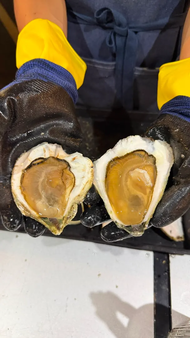 Two shucked Belcheri held up in gloved hands, each shell brimming with its own liquor