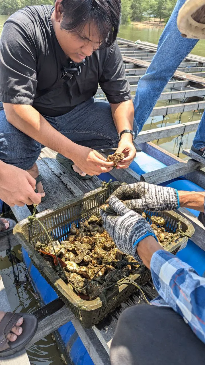 Contract farmers on a raft sorting a basket of harvested oysters by hand over the water