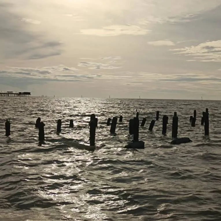 Oyster grow-out stakes breaking the surface of calm water at sunset