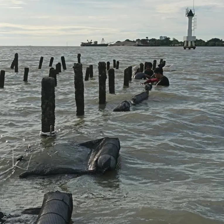 Farm crew working oyster grow-out lines in open water off the Sabah coast