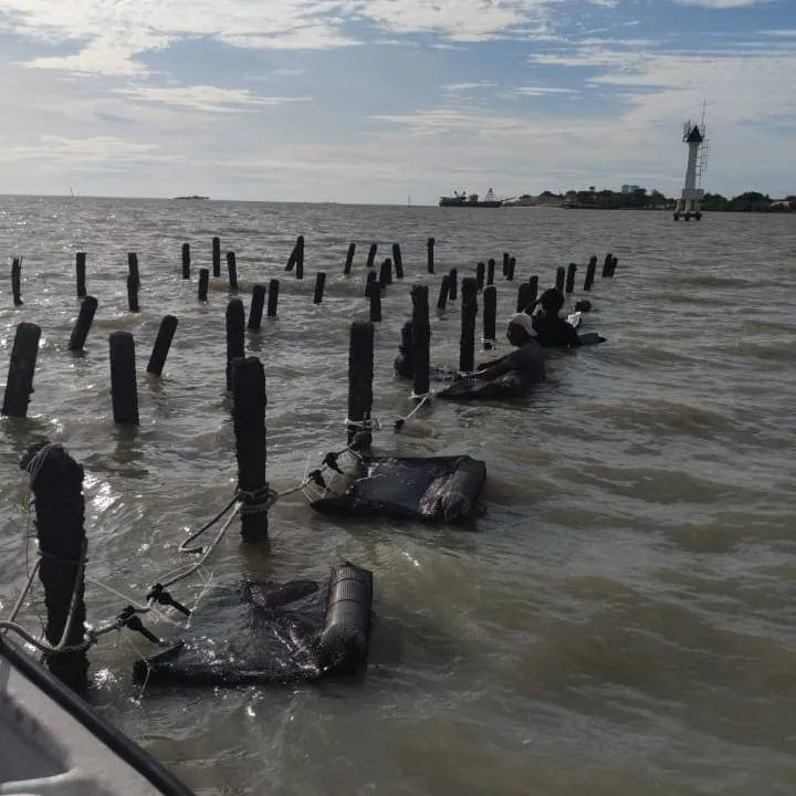 Rows of oyster grow-out lines and floats stretching across shallow coastal water