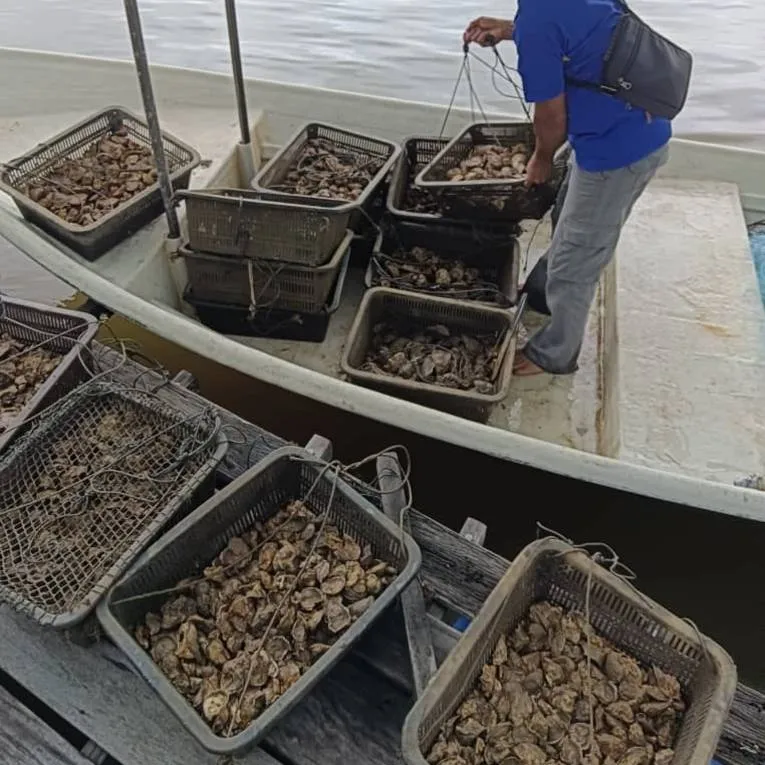 Crates of freshly harvested oysters being lifted from a boat at the jetty
