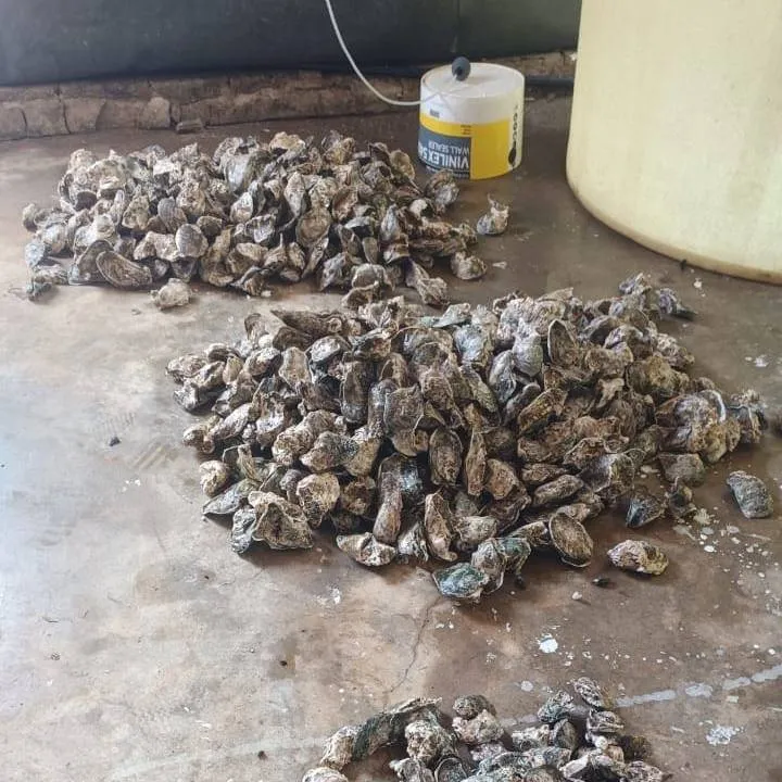 Harvested oysters graded into piles on the depuration floor before going into the tanks