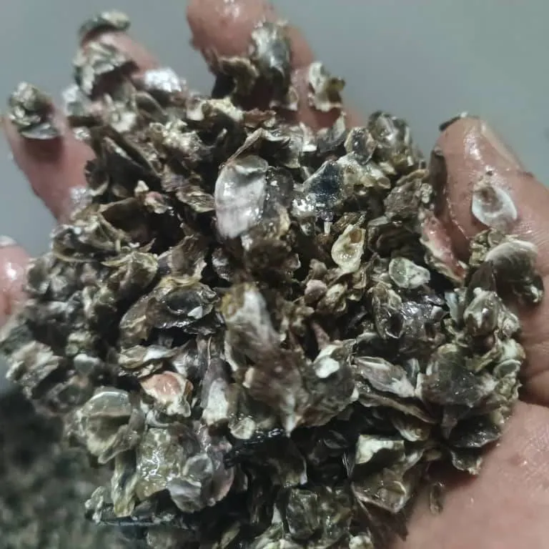 A handful of juvenile oyster spat, each shell only a few millimetres across