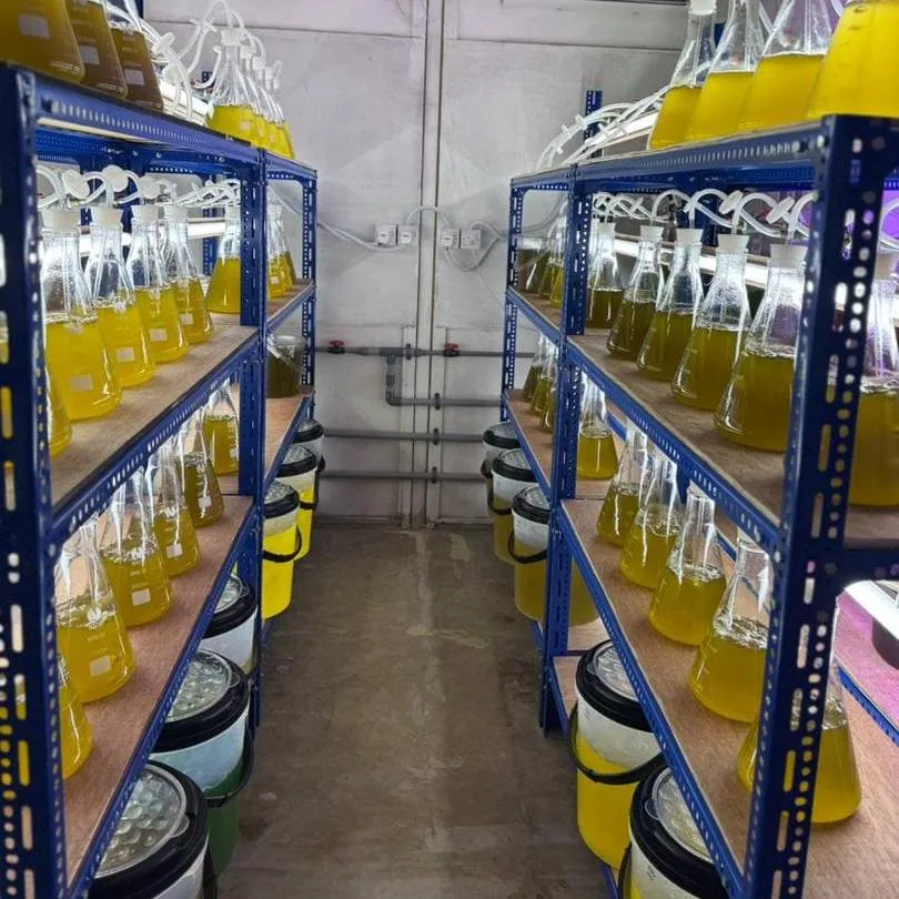 Rows of conical flasks of golden microalgae culture under lights in the hatchery
