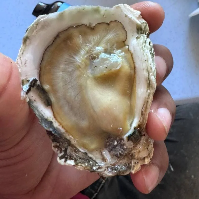 A freshly shucked oyster held open in the palm of a hand