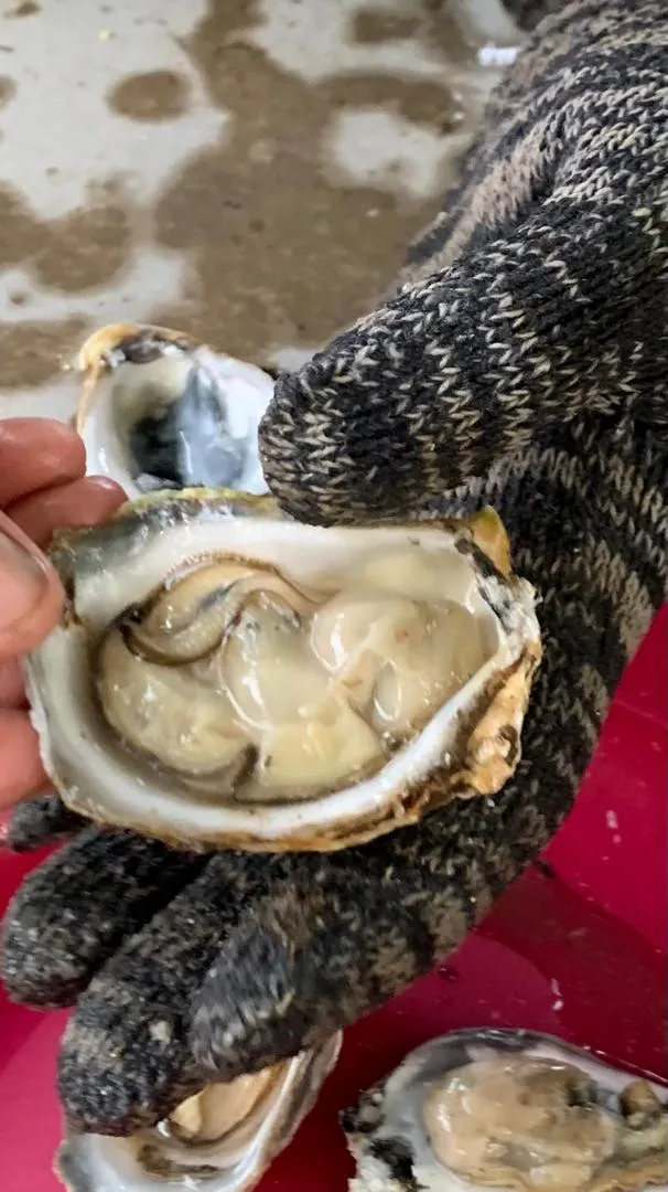 A shucked Iredalei on the half shell, held in a gloved hand, the pale meat filling a narrow deep cup