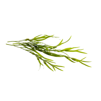 Fresh harvested seaweed