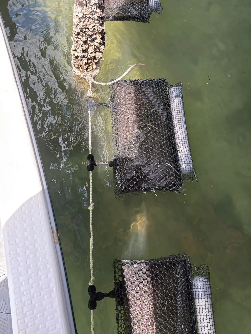 Oyster grow-out baskets on a longline in the green water off Sabah, seen over the side of the boat