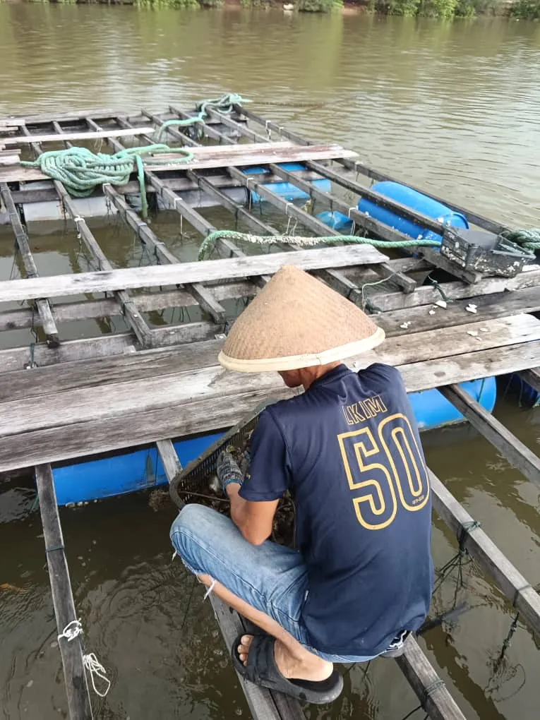A farm worker in a conical hat lifting an oyster basket from a timber raft at Setiu